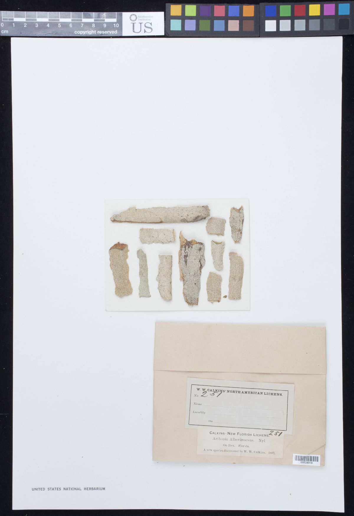 Arthonia albovirescens image