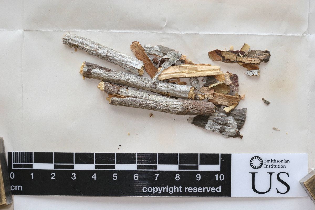 Arthonia anegadensis image