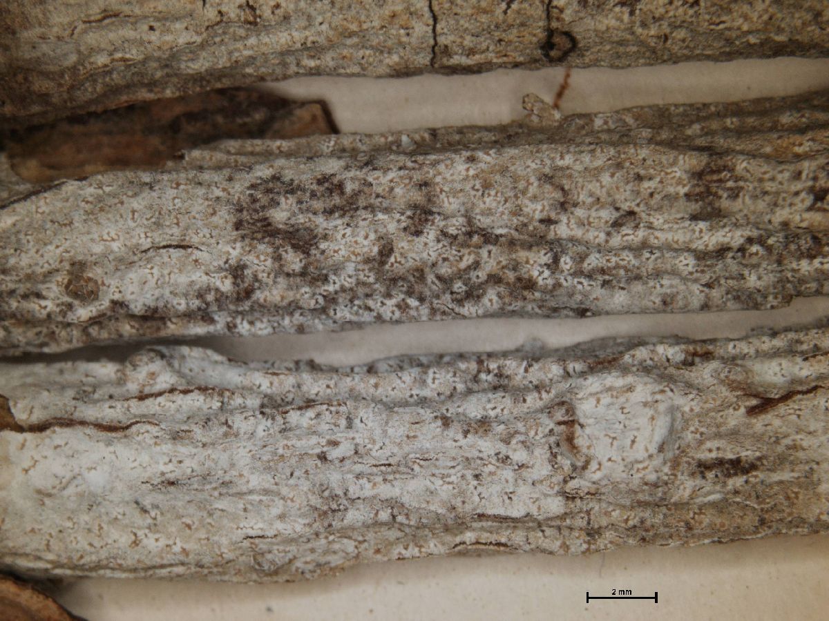 Arthonia anegadensis image