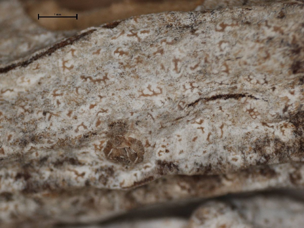 Arthonia anegadensis image
