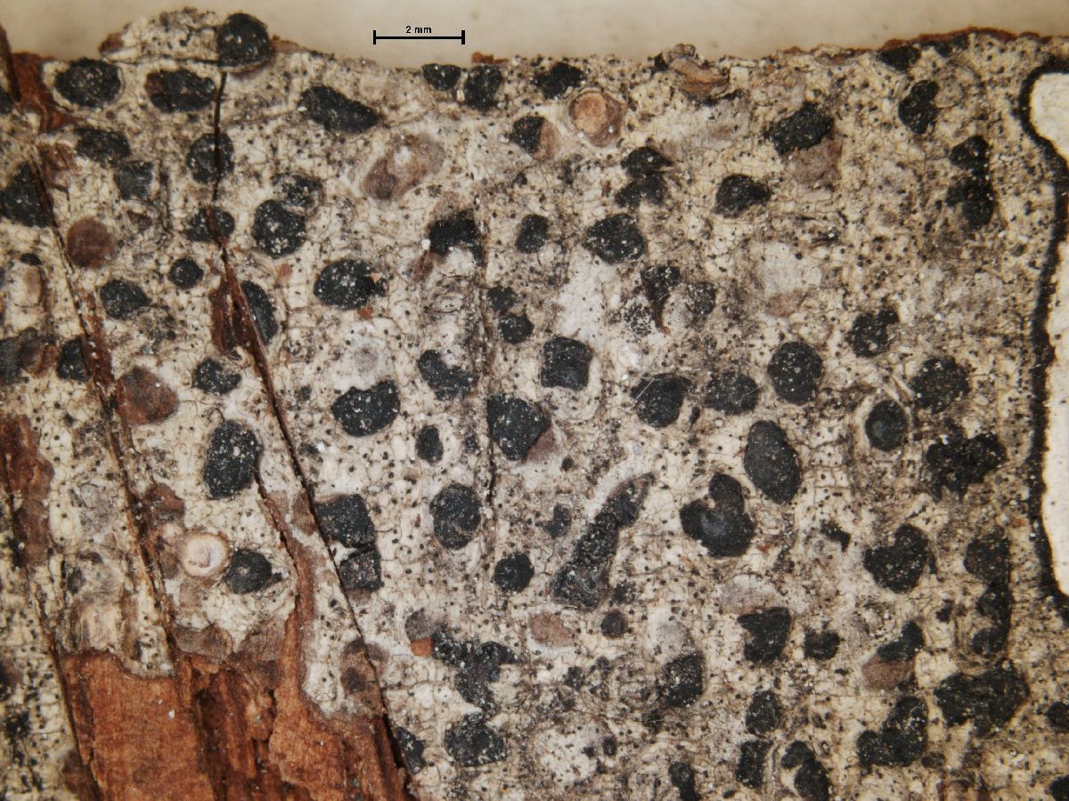 Arthonia angulata image