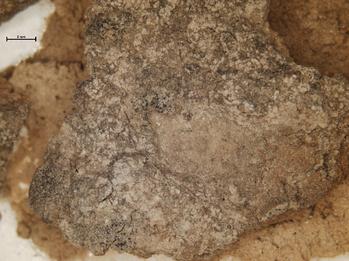Arthonia apatetica image