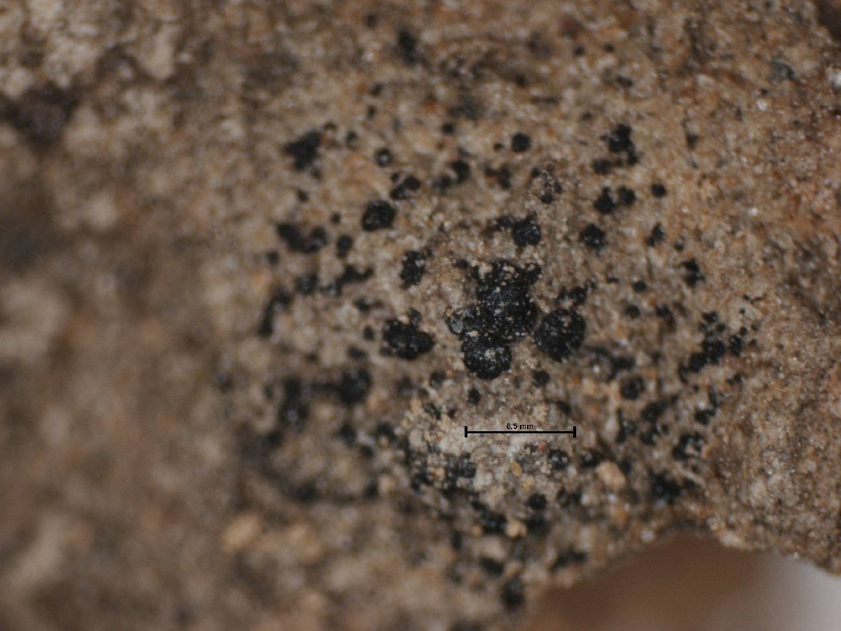 Arthonia apatetica image