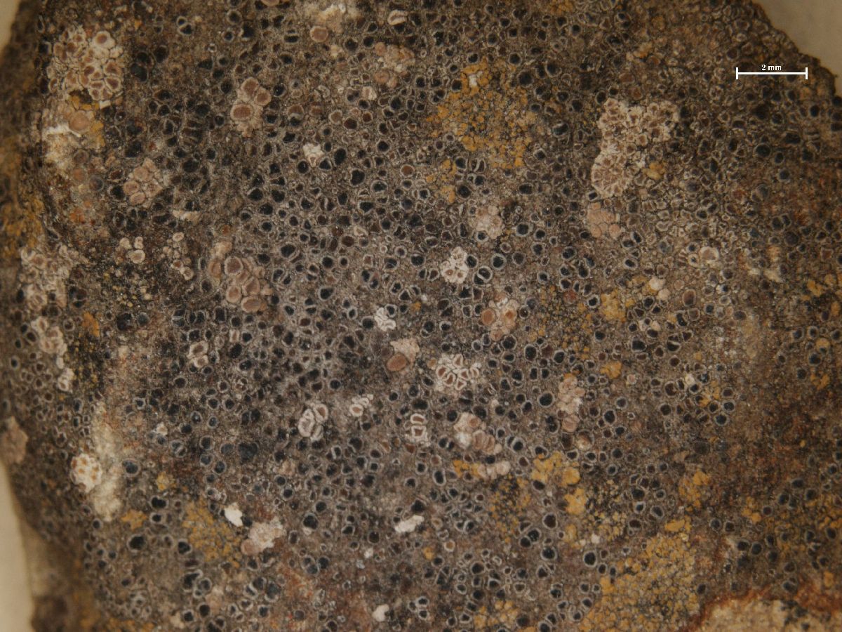 Arthonia apotheciorum image