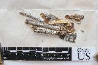 Arthonia anegadensis image