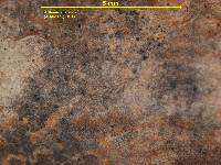 Arthonia apatetica image