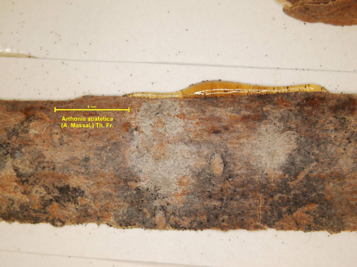 Arthonia apatetica image