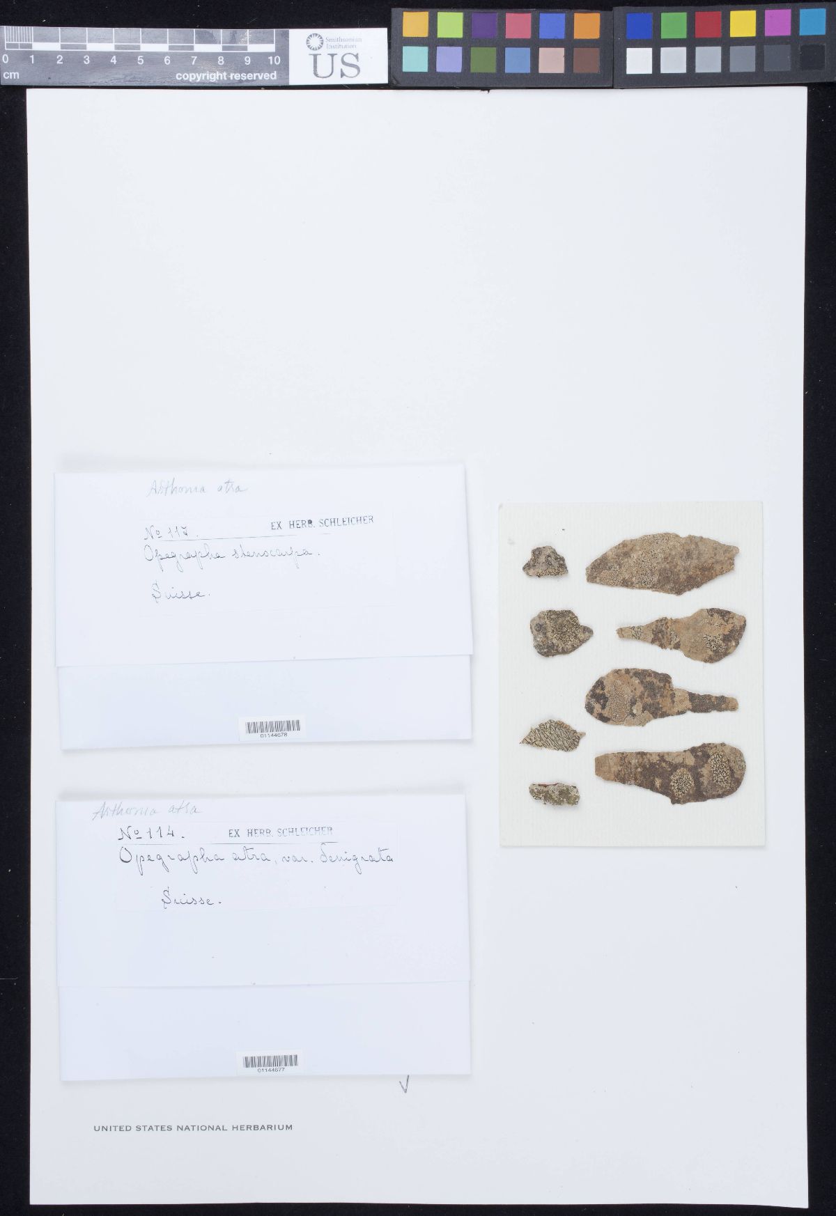 Arthonia atra image