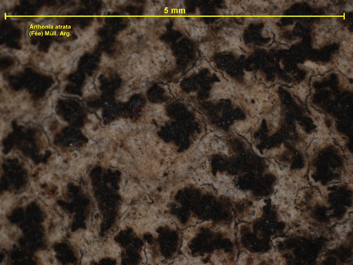 Arthonia atrata image