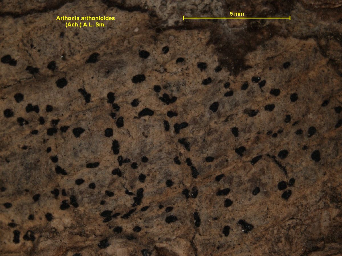 Arthonia arthonioides image