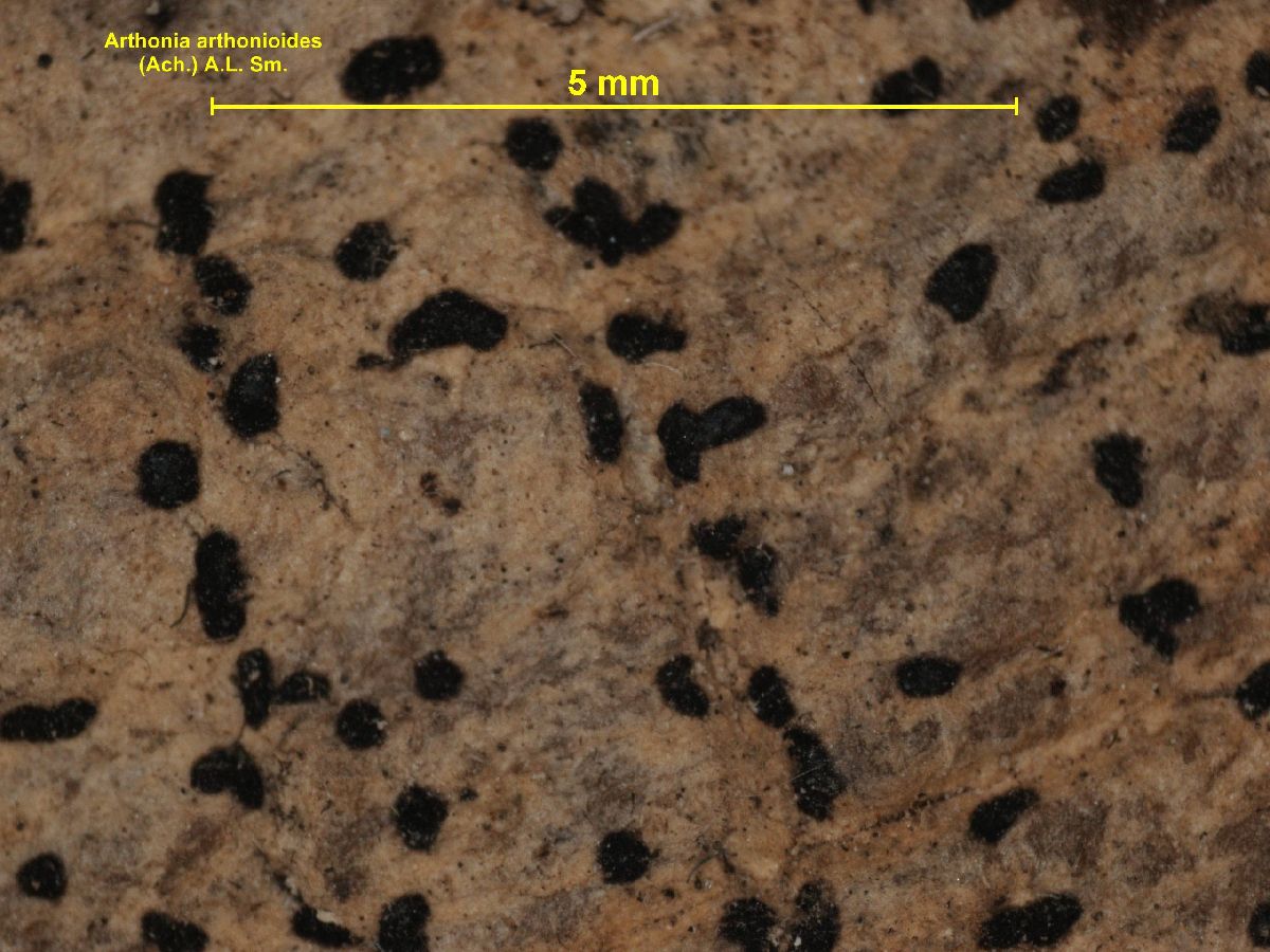 Arthonia arthonioides image