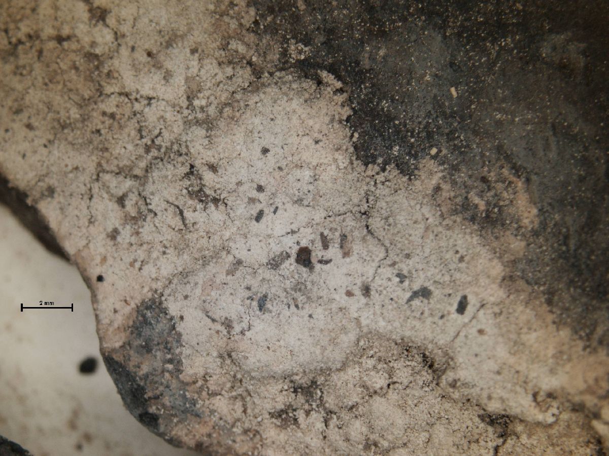 Arthonia arthonioides image