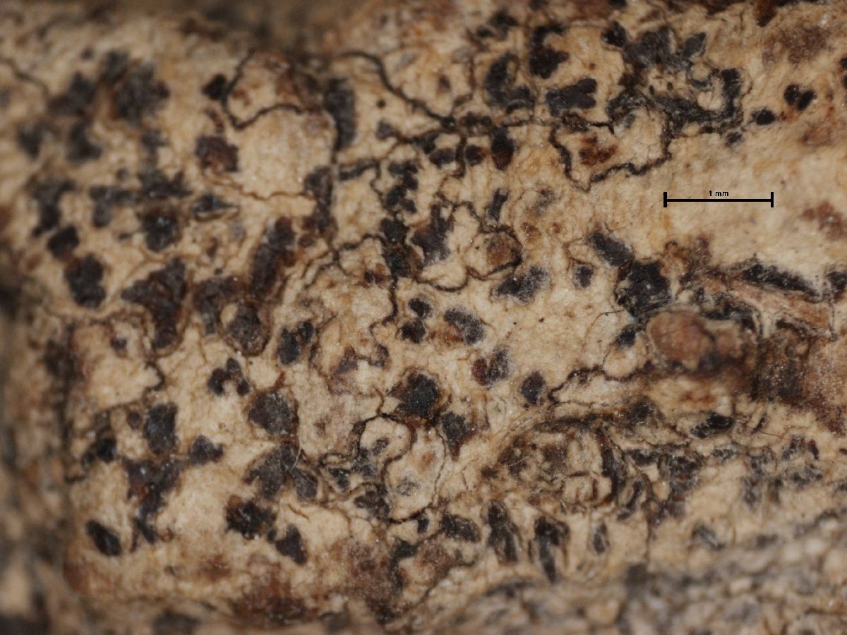 Arthonia baeastroidea image