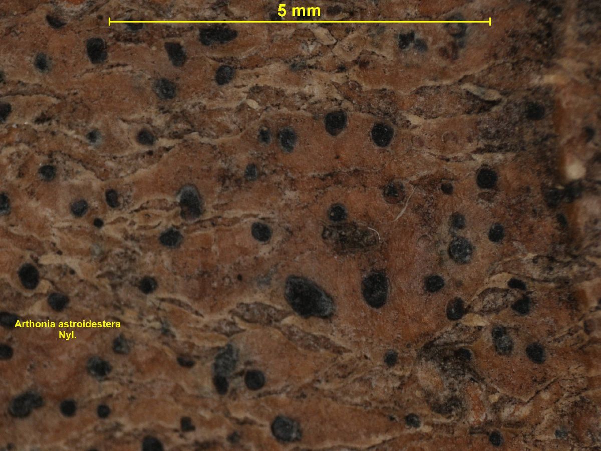 Arthonia astroidestera image