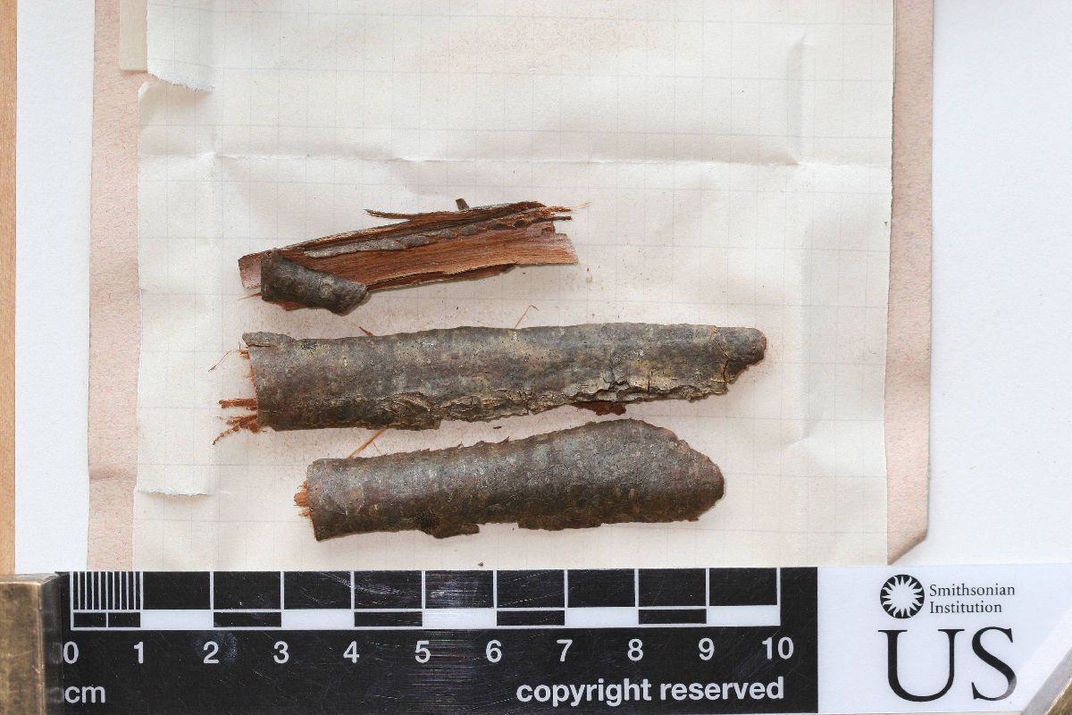 Arthonia astroidestera image