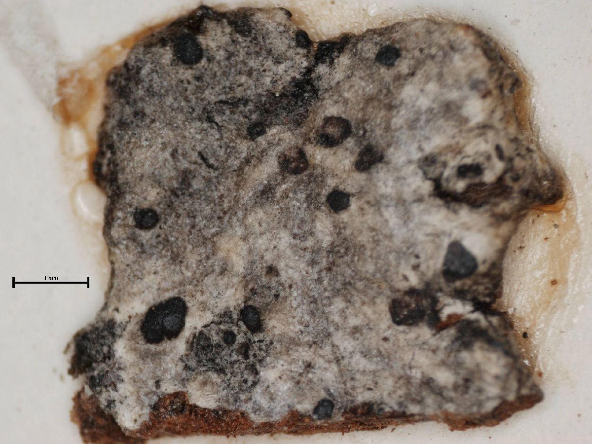 Arthonia bessalis image