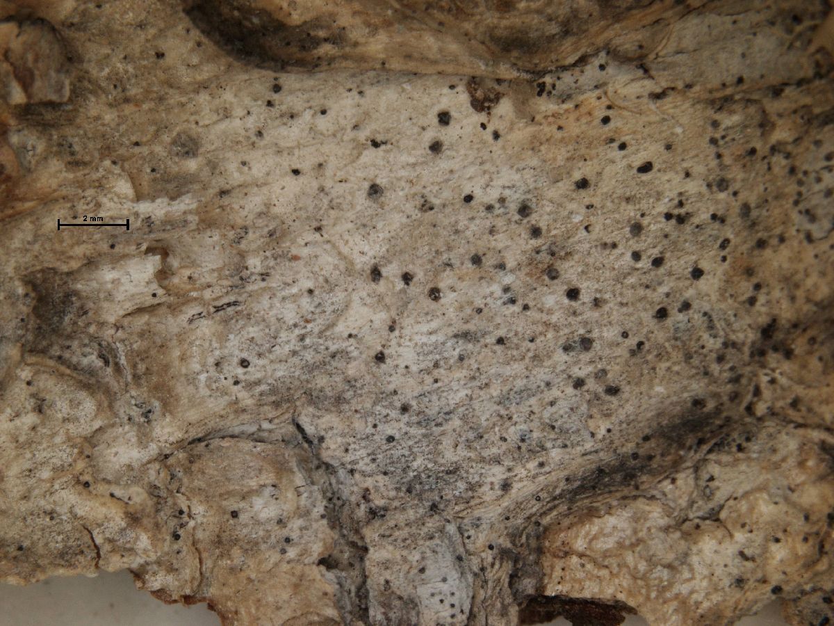 Arthonia byssacea image