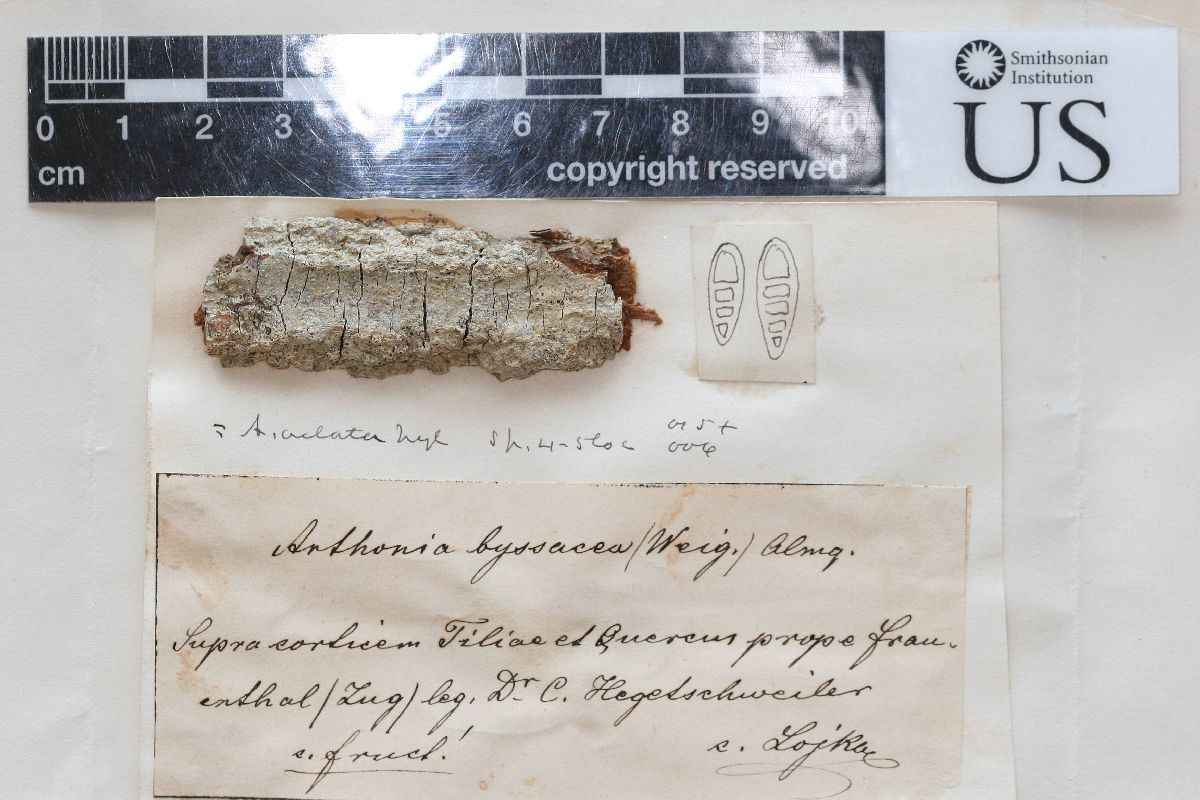 Arthonia biformis image