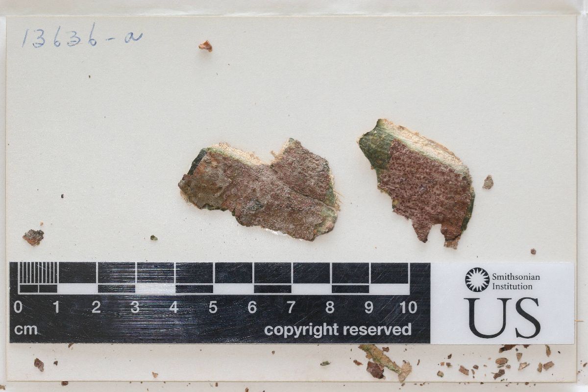 Arthonia circumtincta image