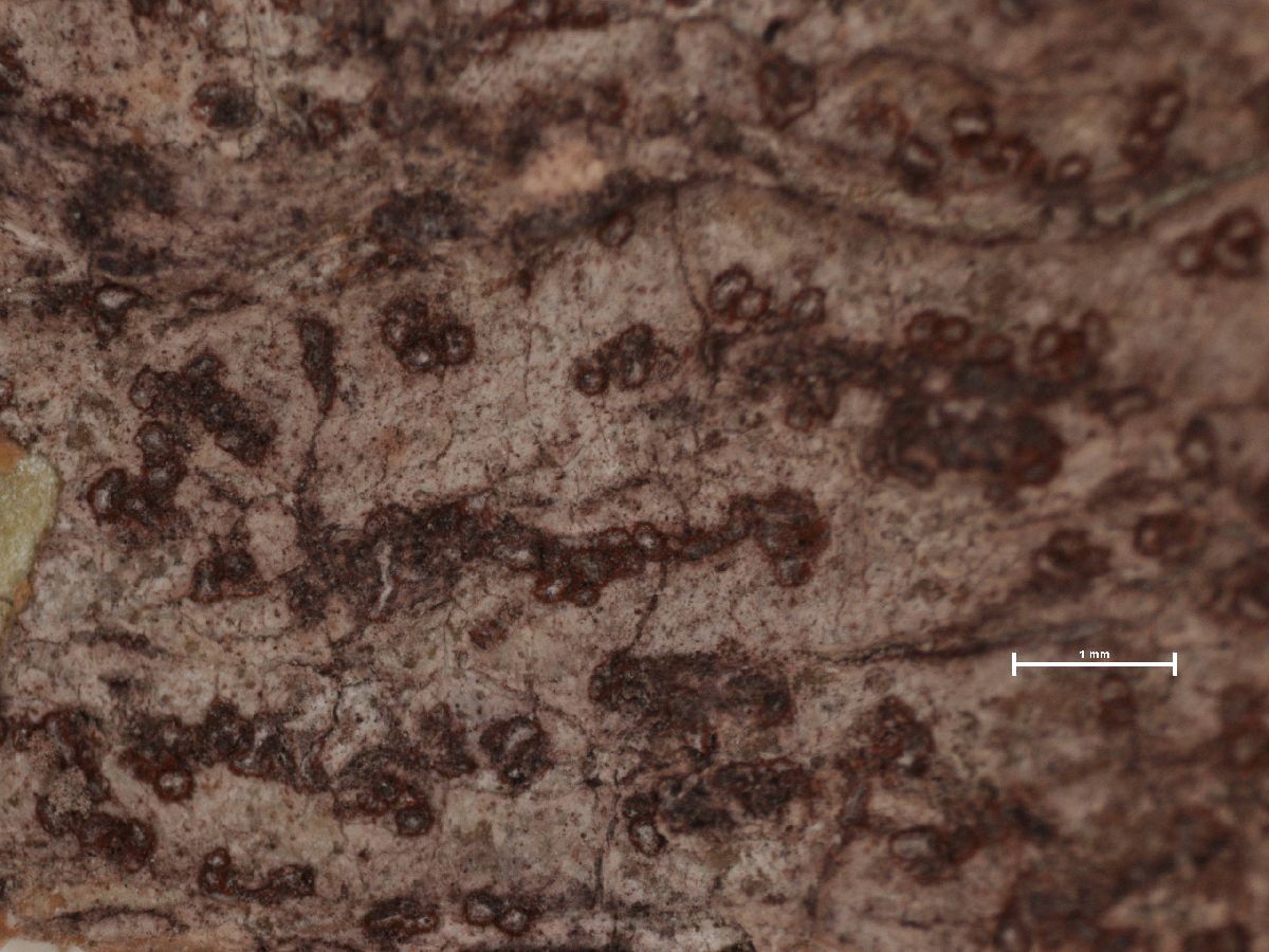 Arthonia circumtincta image