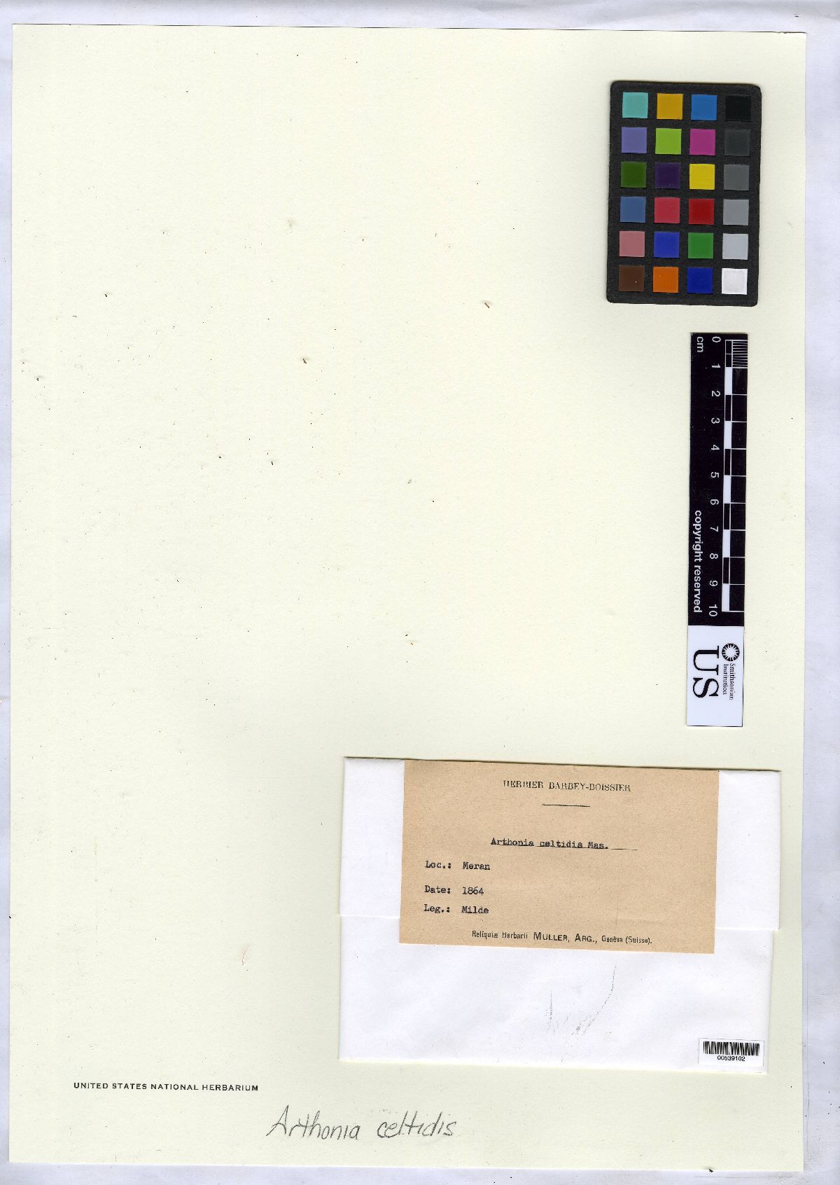 Arthonia celtidis image