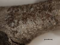 Arthonia chiodectella image