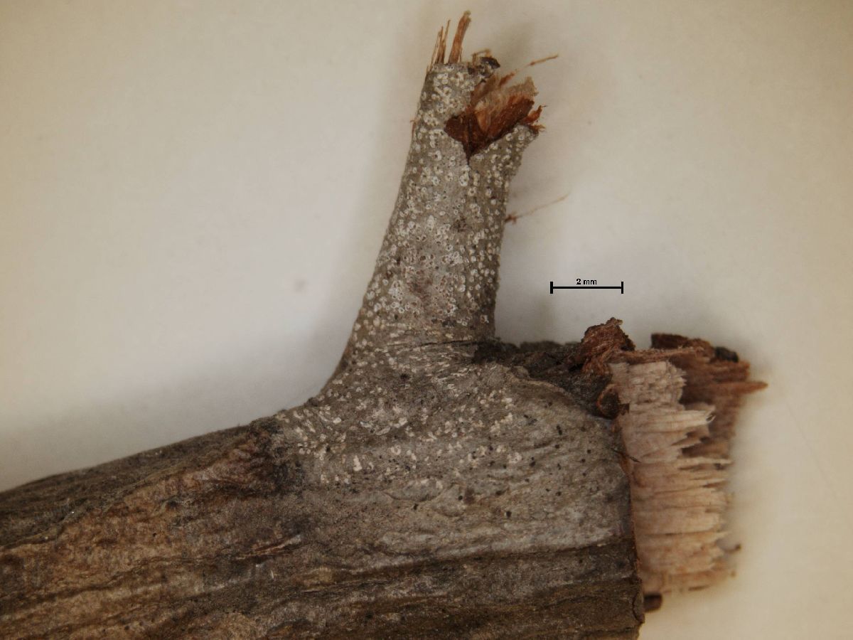 Arthonia chiodectella image