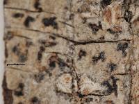 Arthonia complanata image