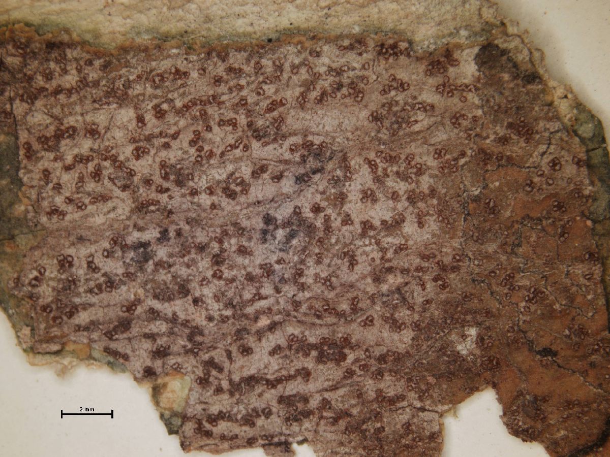 Arthonia circumtincta image