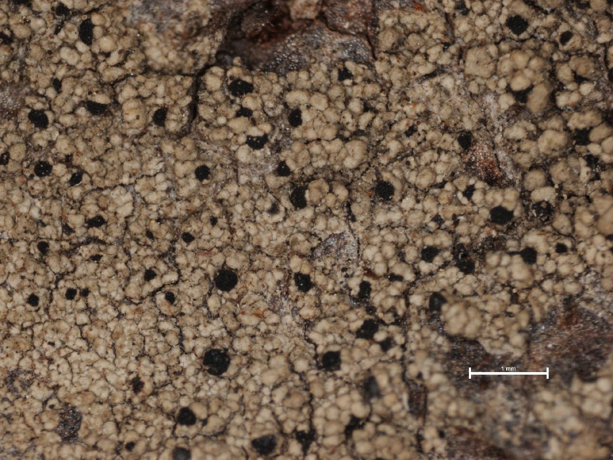 Arthonia convexella image