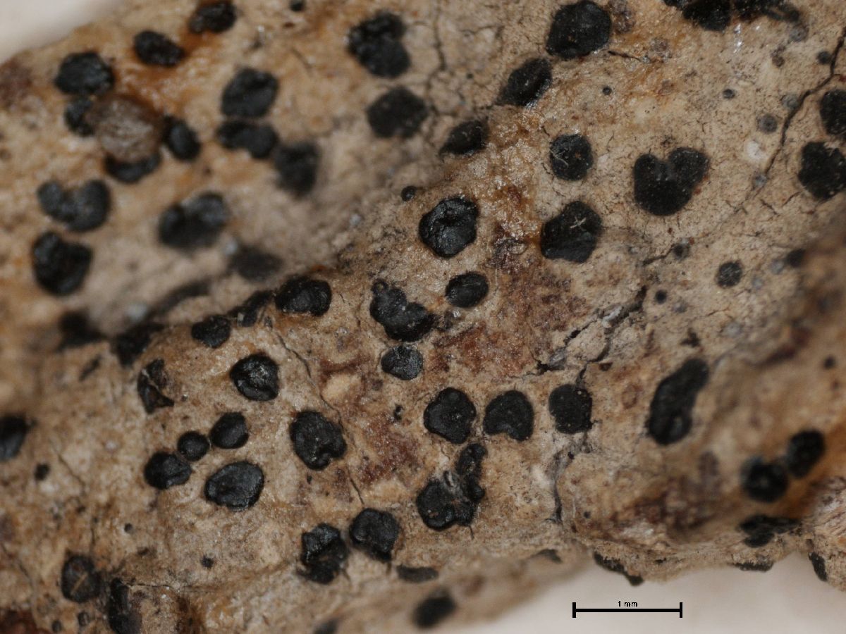 Arthonia diffusa image