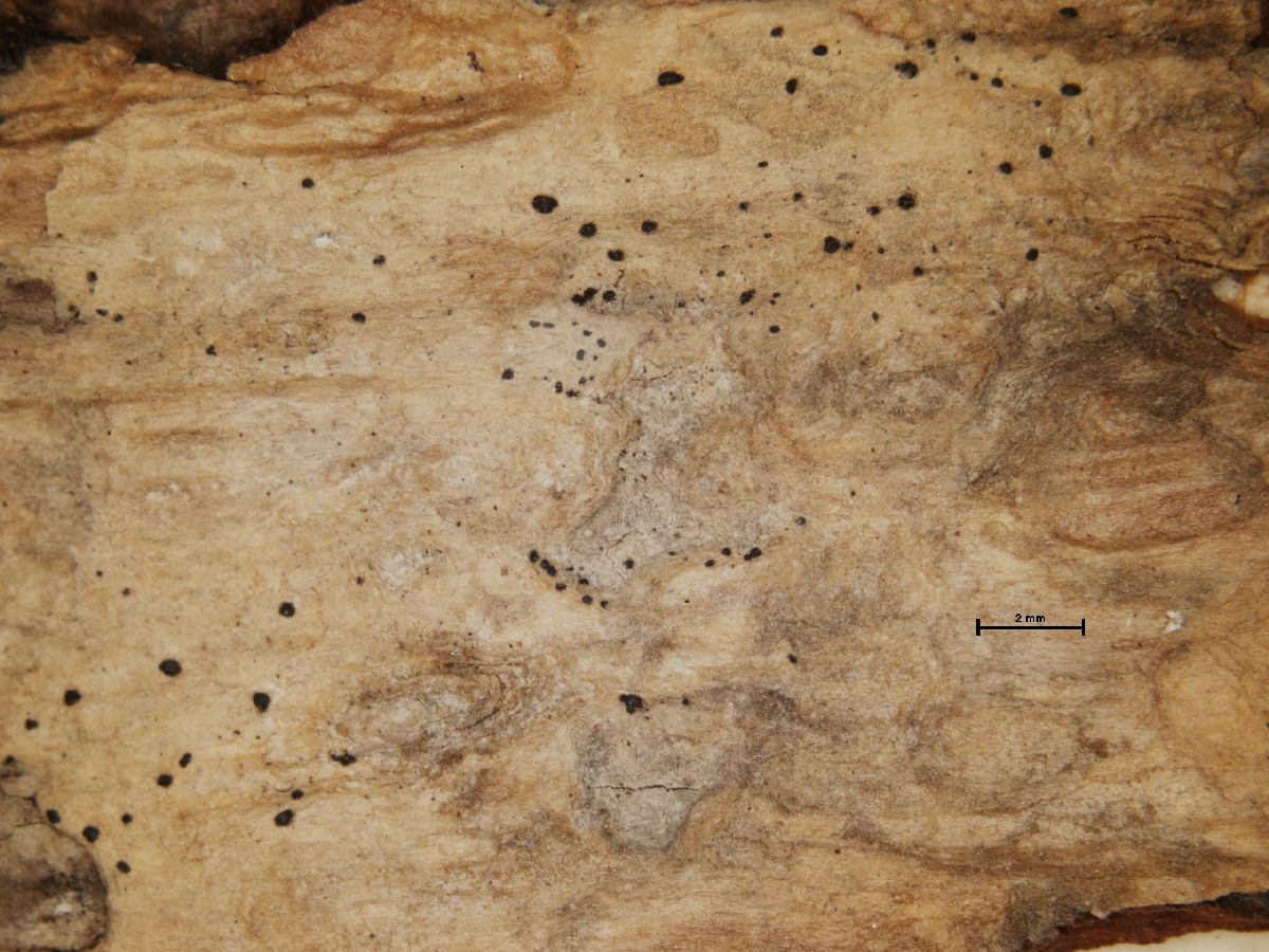 Arthonia diffusa image