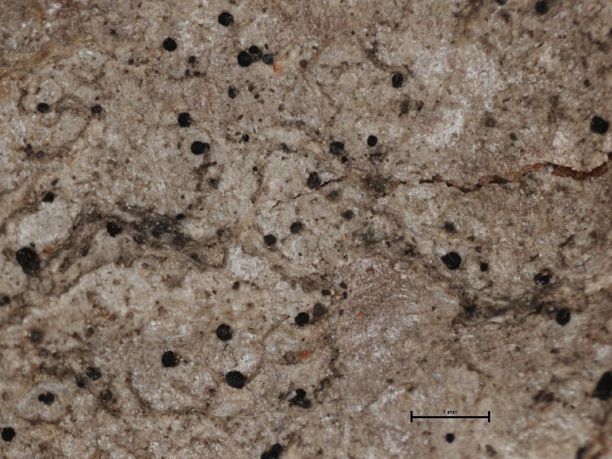 Arthonia diffusella image