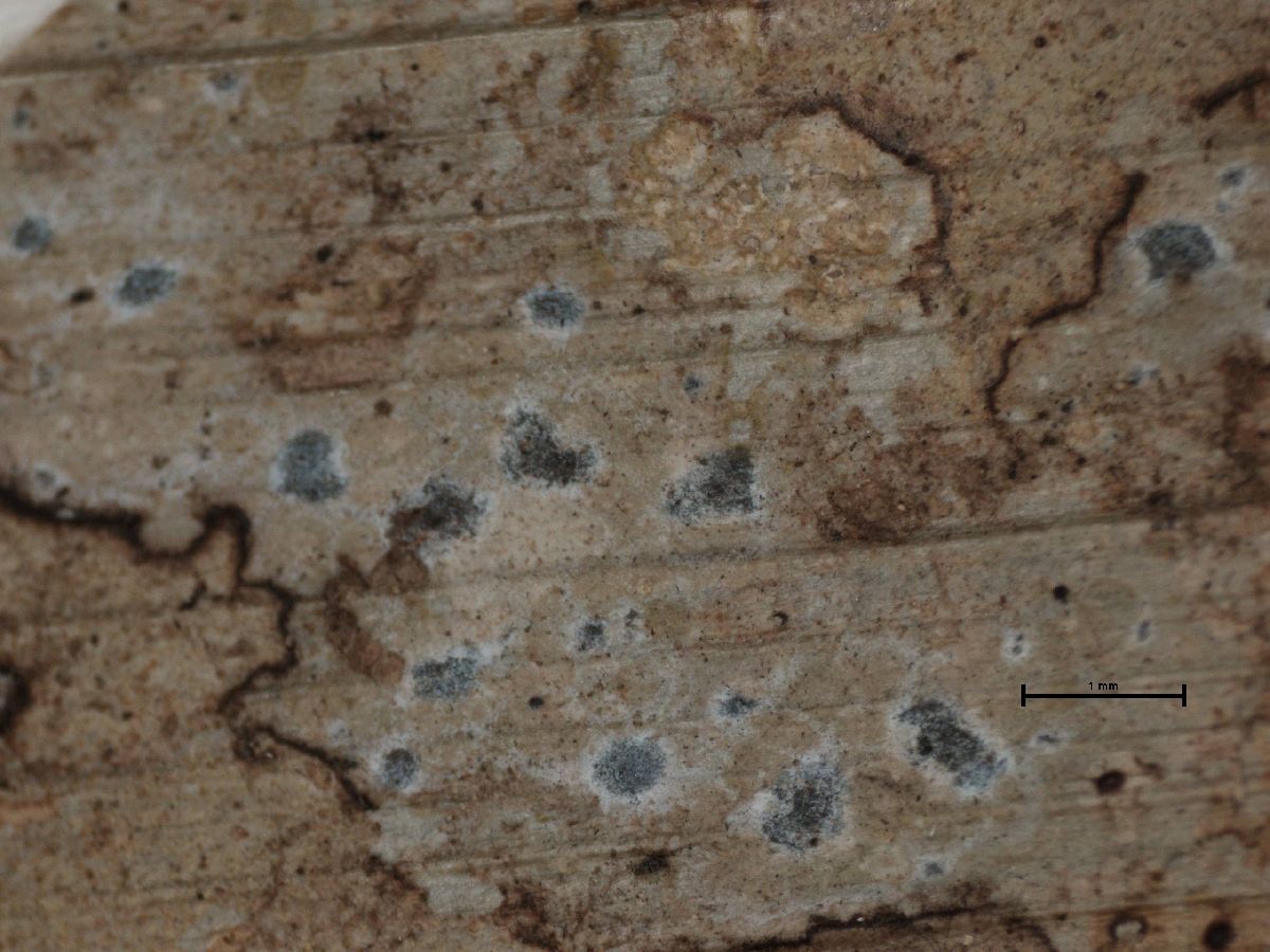Arthonia cyanea image