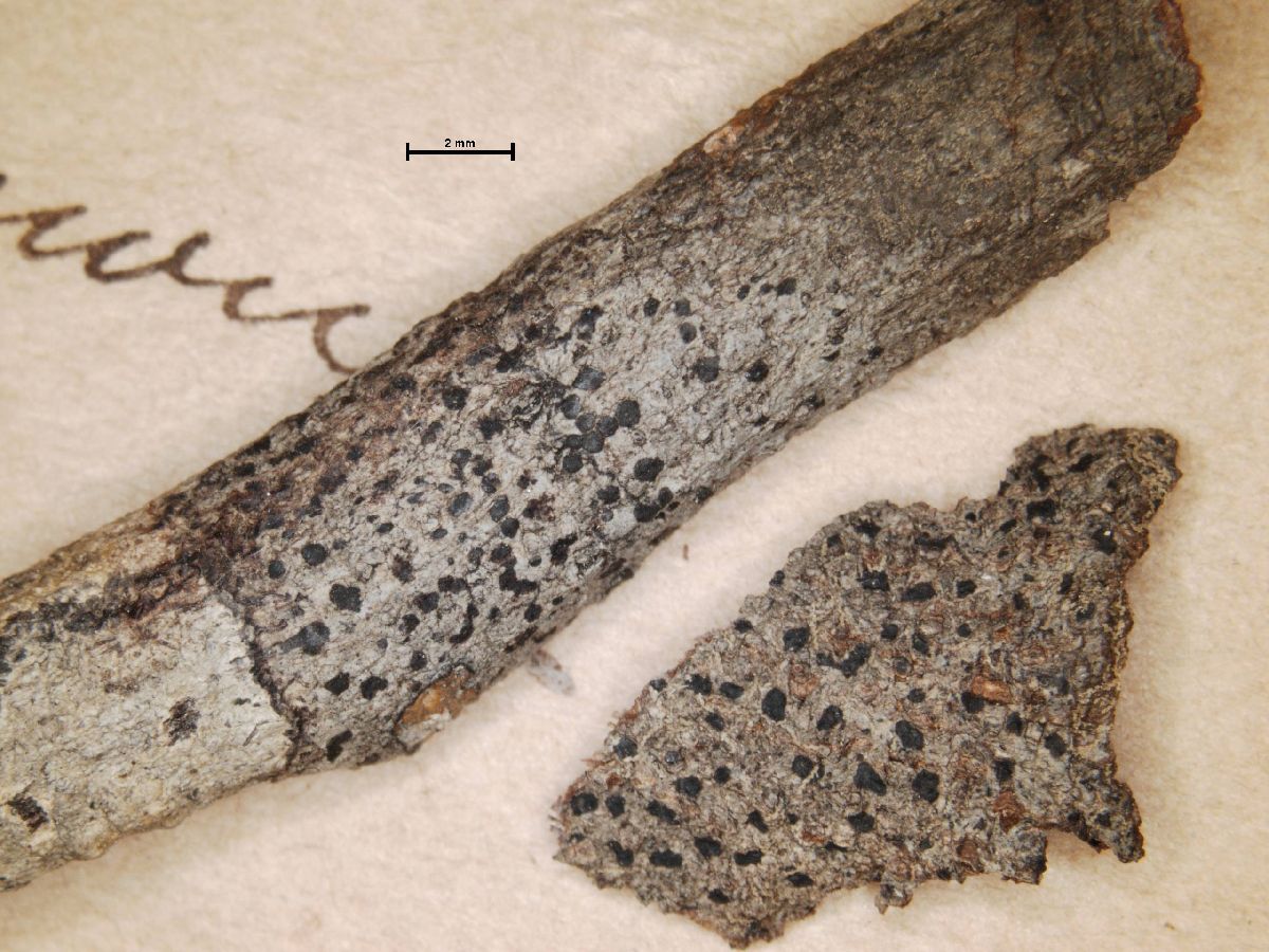 Arthonia distendens image