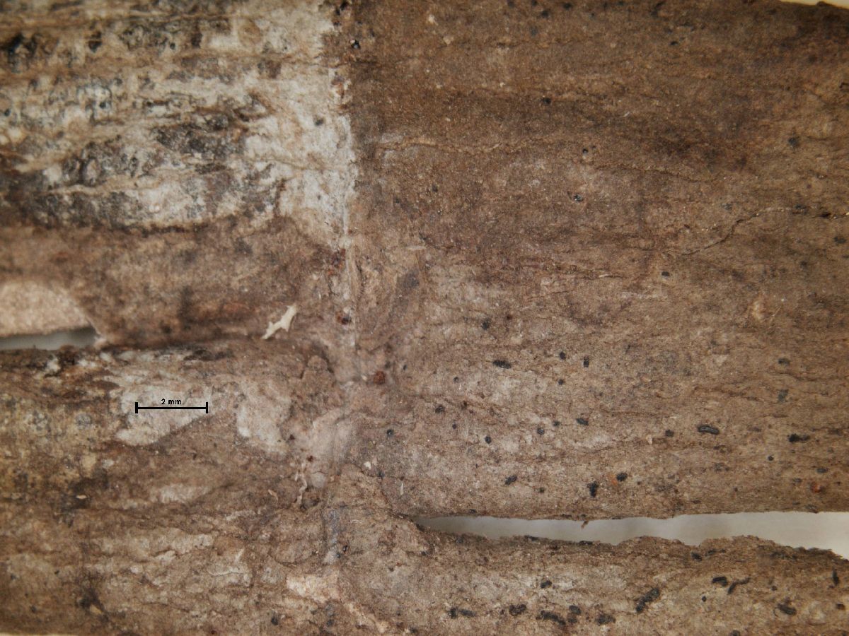 Arthonia distincta image
