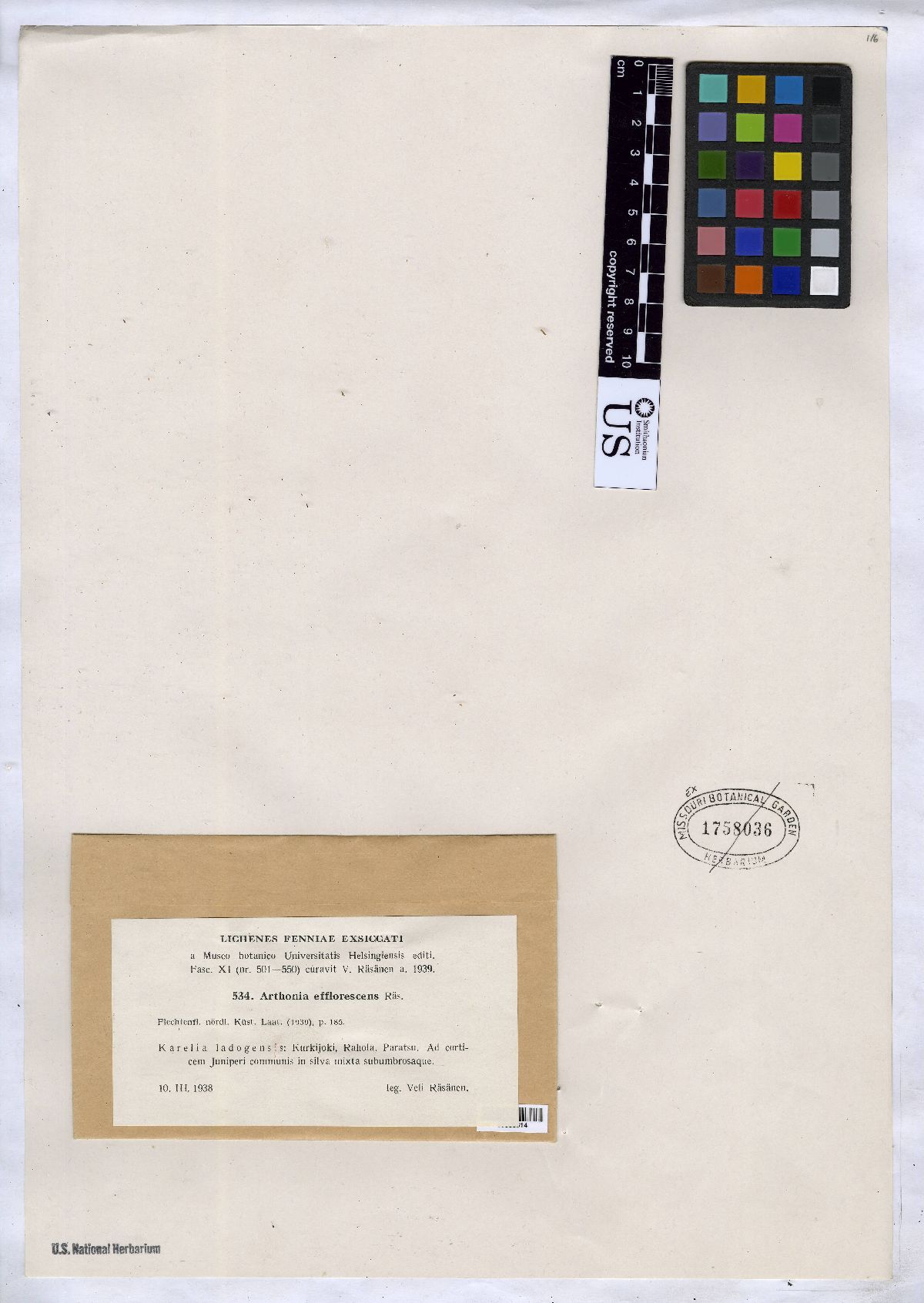 Arthonia efflorescens image
