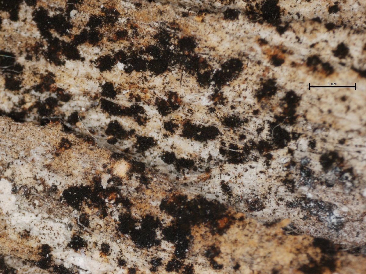 Arthonia efflorescens image