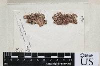 Arthonia elegans image