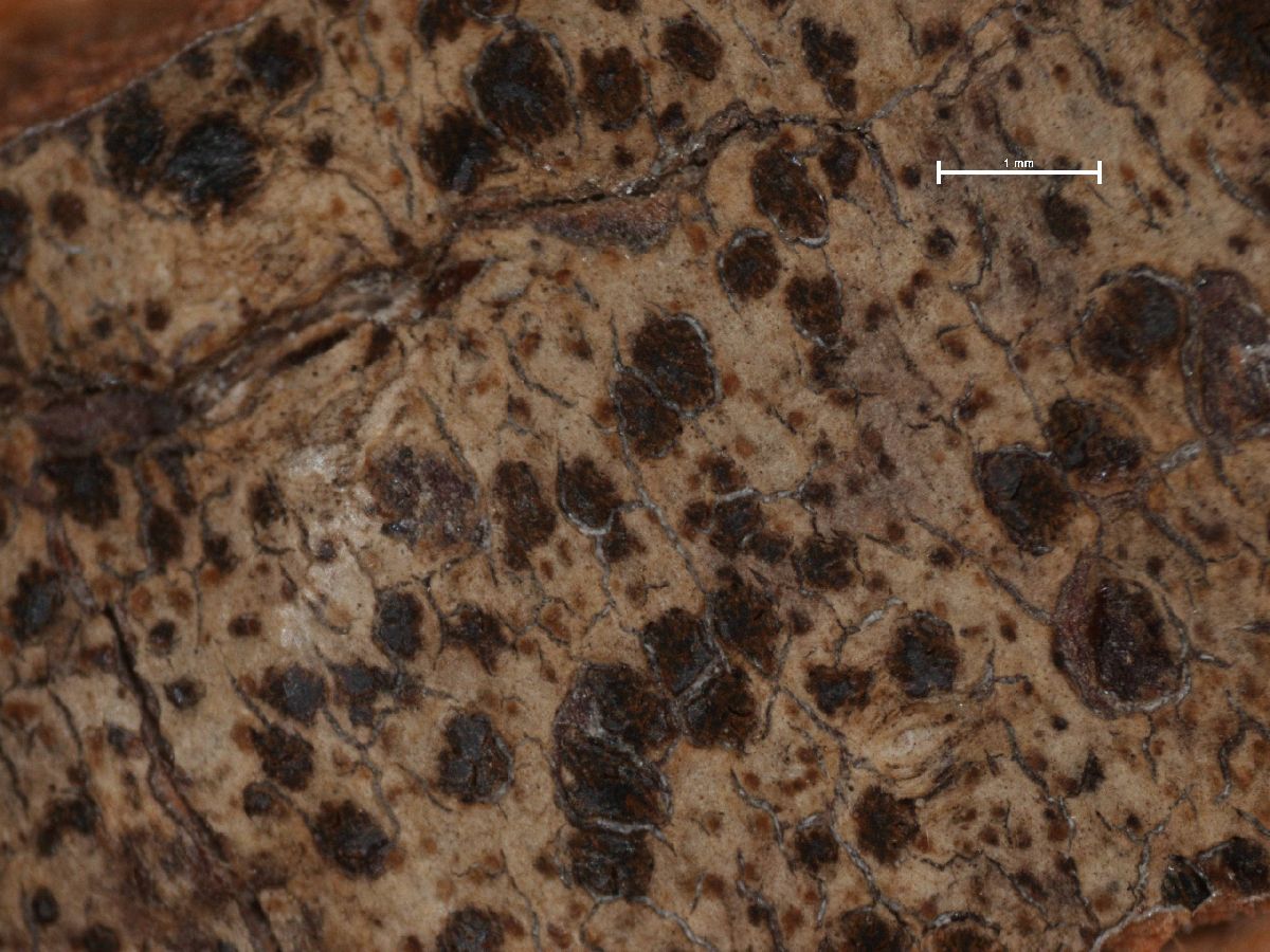 Arthonia elegans image