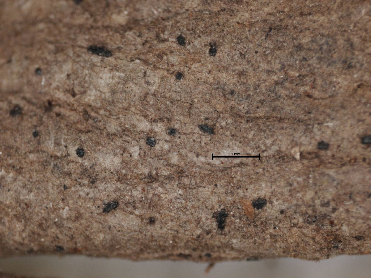 Arthonia distincta image