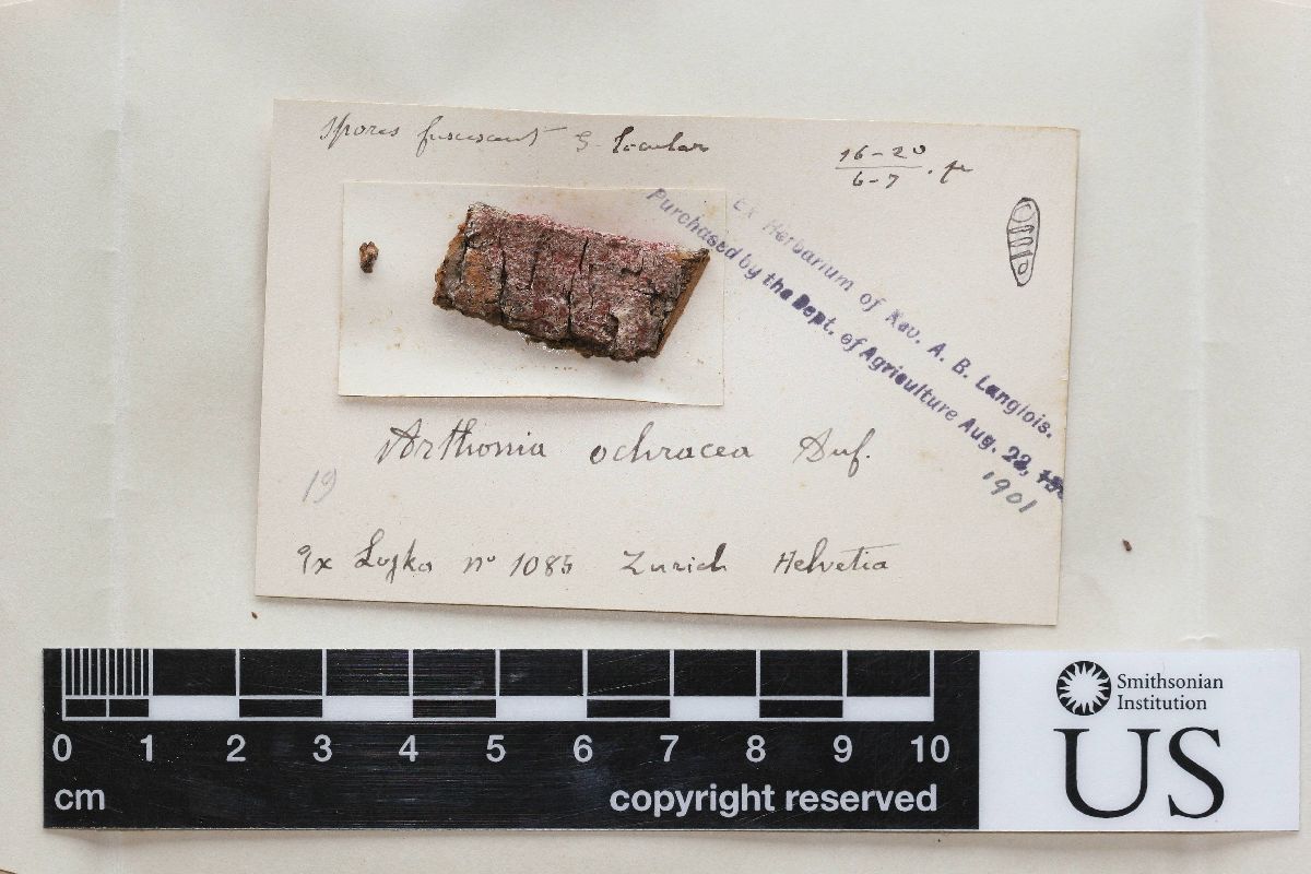 Arthonia elegans image