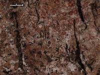 Arthonia elegans image
