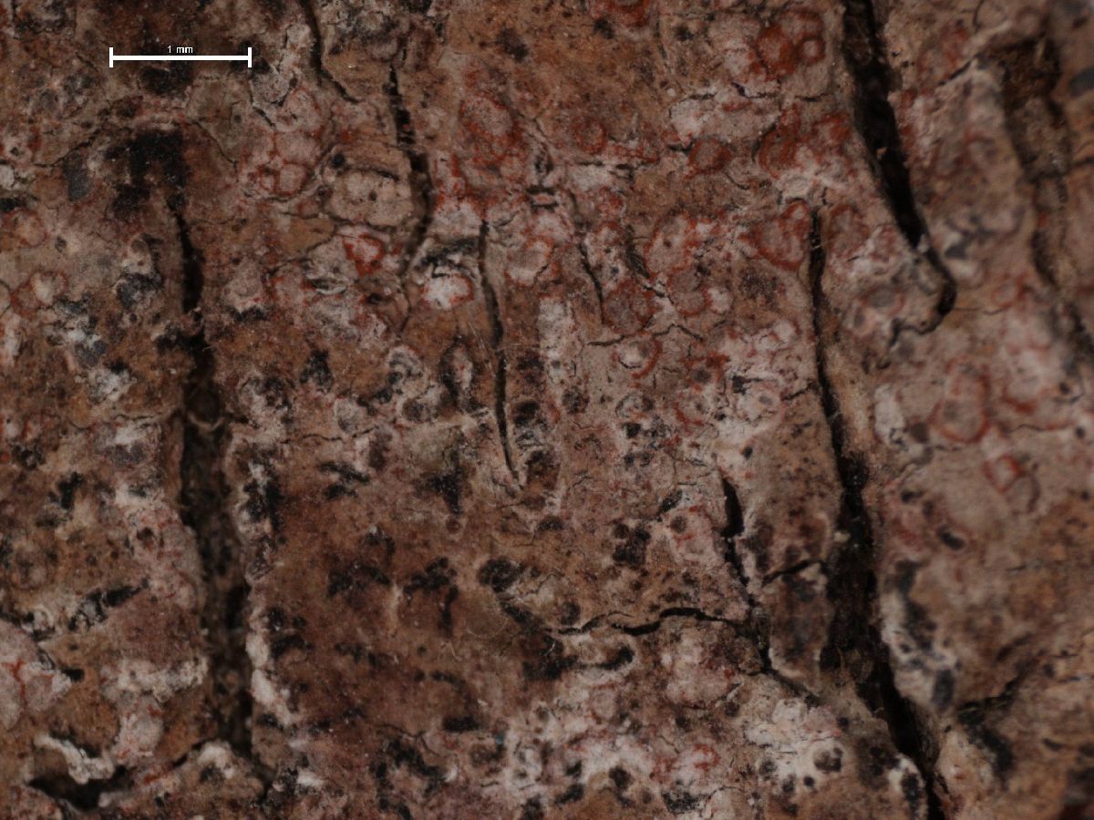 Arthonia elegans image