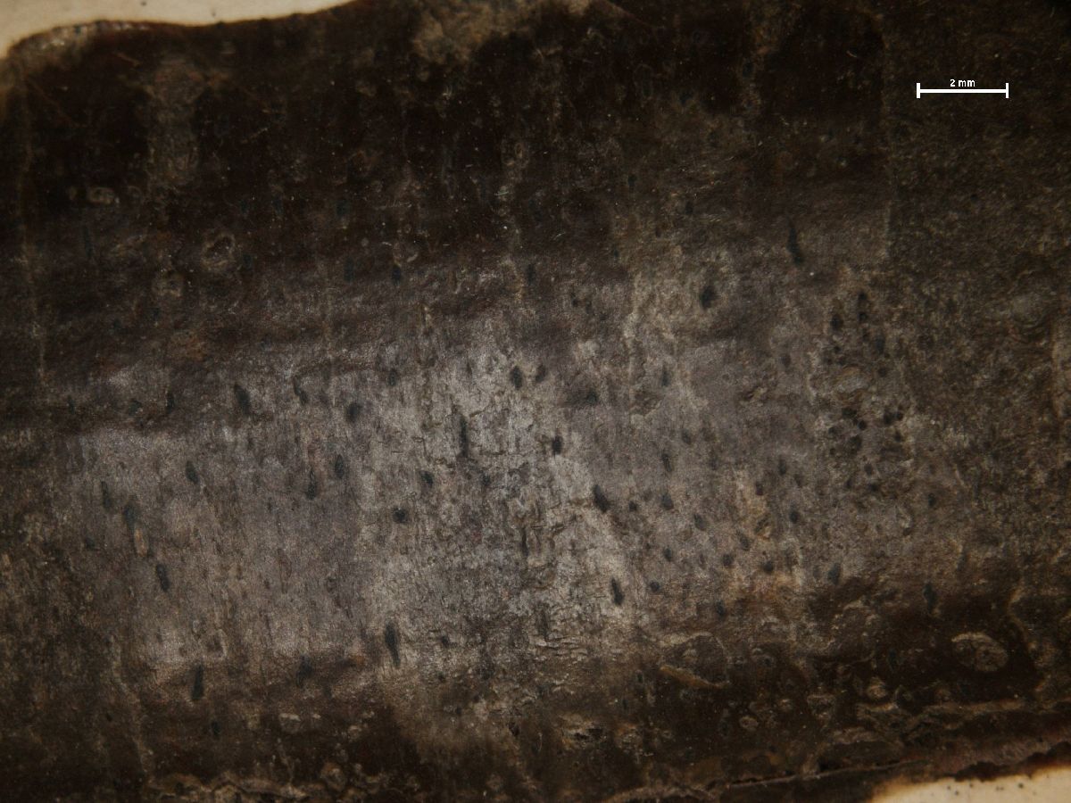 Arthonia excipienda image