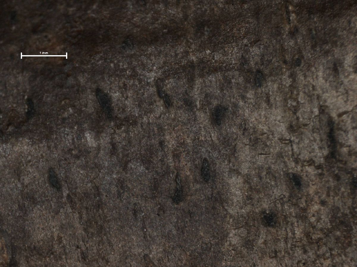 Arthonia excipienda image