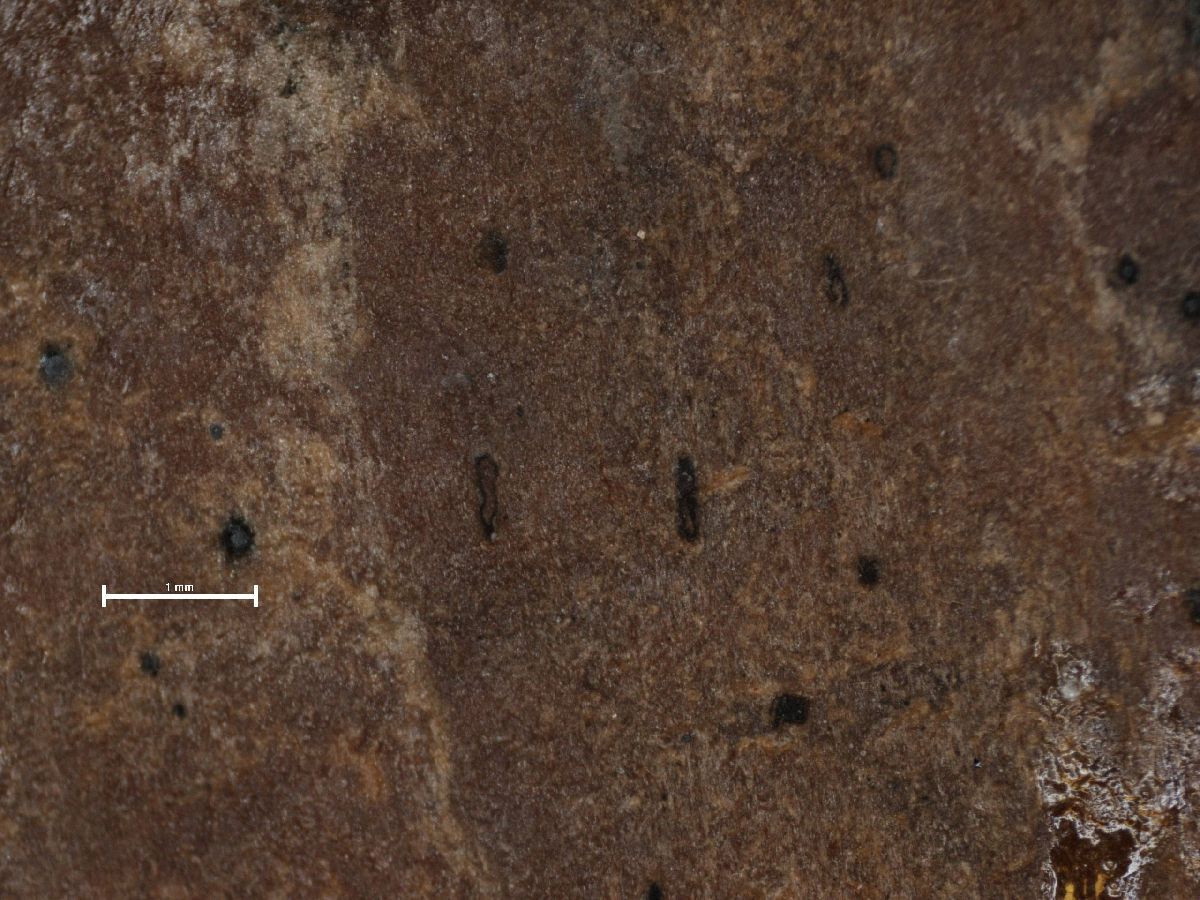 Arthonia excipienda image