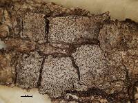Arthonia fuscoalbella image