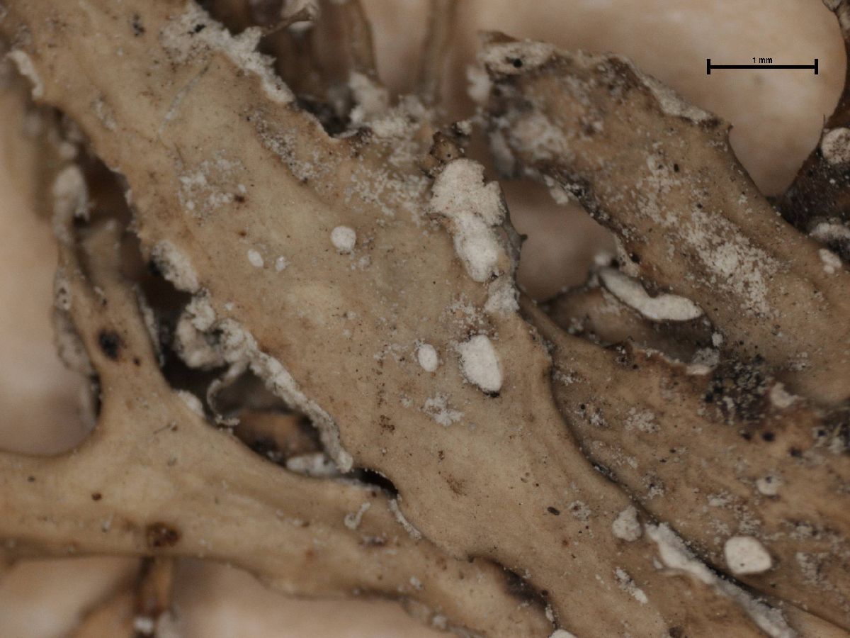 Arthonia farinacea image