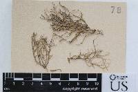 Arthonia farinacea image